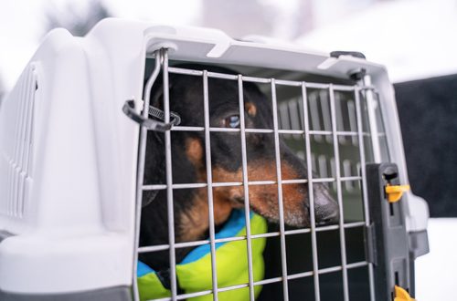 Why does a dog need a carrier and how to choose the right one?