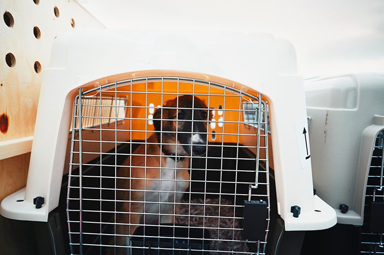 Why does a dog need a carrier and how to choose the right one?