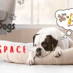 Why does a dog need its own place?