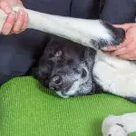 Why does a dog need relaxation