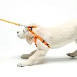 Why does a dog not become a leader for a person?
