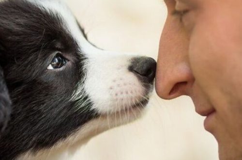 Why does a dog nuzzle its owner?