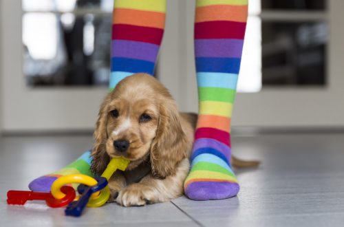 Why does a dog put a toy on a person&#8217;s feet and chew it?