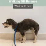 Why does a dog rock on its back?