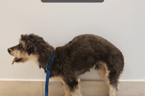 Why does a dog rock on its back?