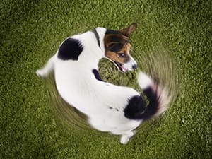 Why does a dog run after its tail?