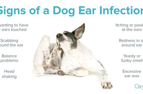 Why does a dog shake its head or ears and what to do?