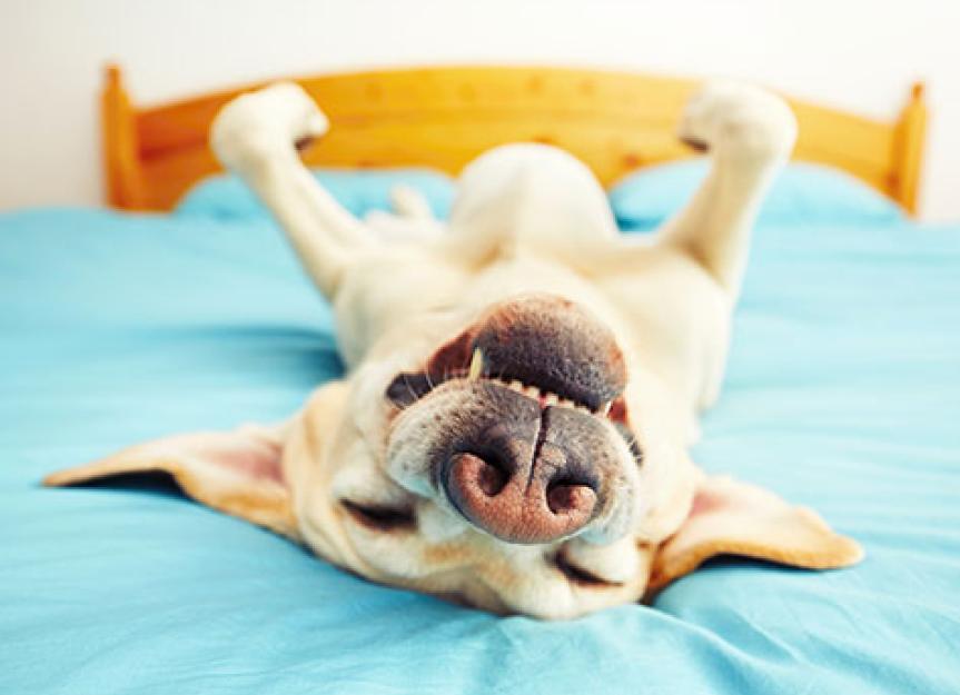 Zašto pas hrče u snu?