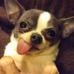 Why does a dog stick out its tongue?