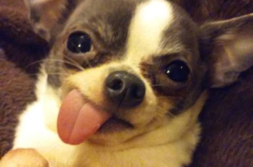 Why does a dog stick out its tongue?