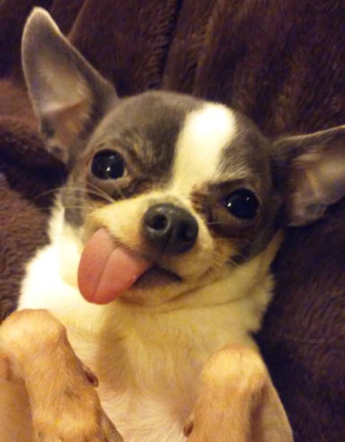 Why does a dog stick out its tongue?