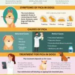 Why does a dog swallow inedible objects?