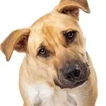Why does a dog tilt its head when you talk to it?