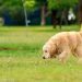 What should a trained dog know and be able to do?