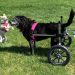 Artrite in i Cani: Sintomi è Trattamentu