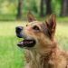 Jade in dogs: treatment and symptoms