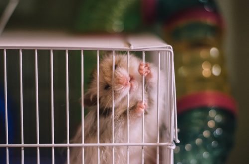 Why does a hamster gnaw on a cage and how to wean it from it?