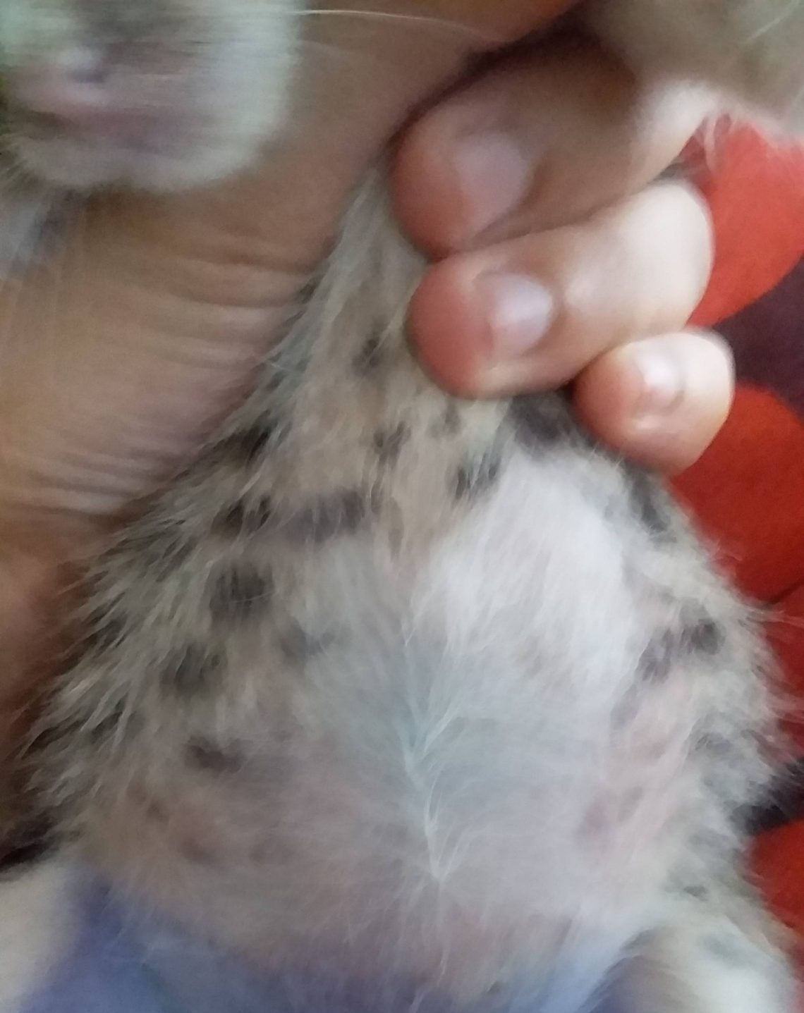 Why does a kitten have a big belly?