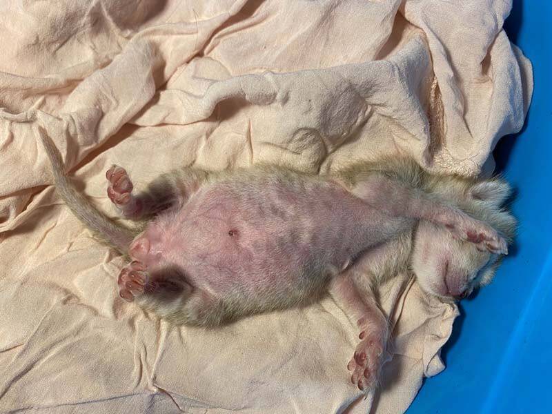 Why does a kitten have a big belly?