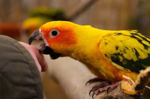 Why does a parrot bite?