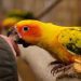 How to stop a parrot from biting?