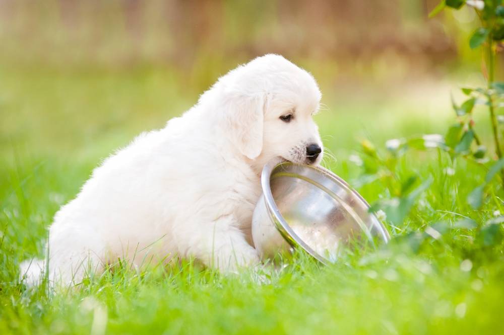 Why does a puppy need special food?