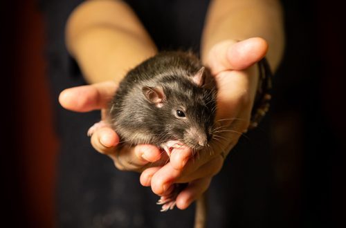 Why does a rat bite and how to wean it from it?