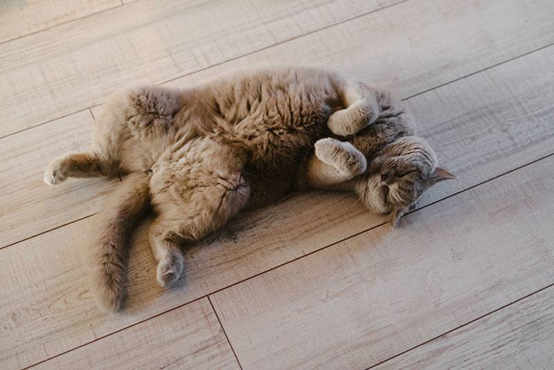 Why does the cat lie or sleep on its back?