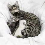 Why does the cat not feed the kittens? And what to do?
