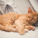 Why does the cat snore in its sleep?