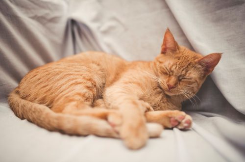 Why does the cat snore in its sleep?