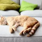 Why does the cat twitch in a dream?