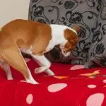 Why does the dog dig the bedding