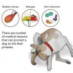 Why does the dog lick?