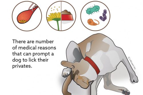 Why does the dog lick?