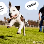 Why does the dog not obey in the street?