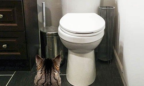 Why does the kitten not go to the toilet?