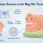 Why doesn’t my cat react to loud noises?