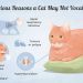 liver disease in cats