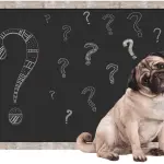 Why Dogs Don’t Like Drunk People