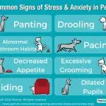 Why extra stress for a dog is bad