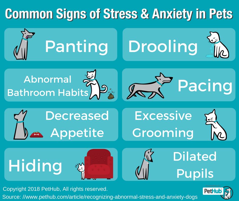 Why extra stress for a dog is bad