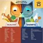 Why is human food bad for cats?