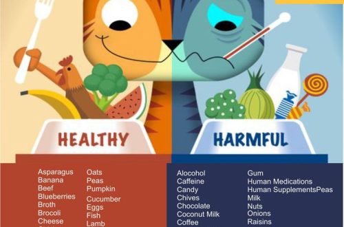 Why is human food bad for cats?