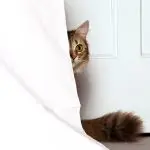 Why is the cat hiding?