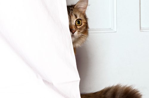 Why is the cat hiding?