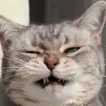 Why is the cat sneezing and what to do?