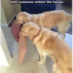 Why is the dog so happy to meet us