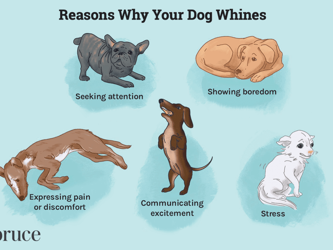 Why is the dog whining?