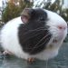 Guinea pig sounds and their meaning
